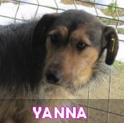 Association Remember Me France : sauver et adopter un chien roumain Yannah10