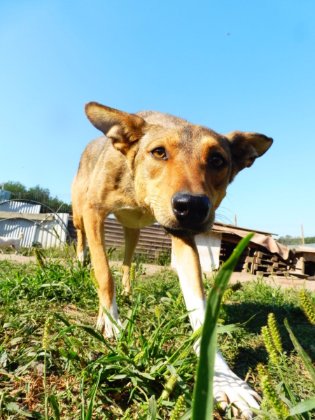 GINGER (ex YARA) - femelle croisée de taille moyenne, née début avril 2017 - REMEMBER ME LAND - Adoptée par Raquel (Belgique)  Yara_111