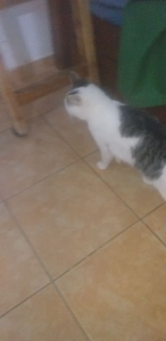 YODA - chaton mâle, mi février 2019 - EN FA CHEZ VALERIE (92) - ADOPTE PAR ELOÏSE (91) Yoda13
