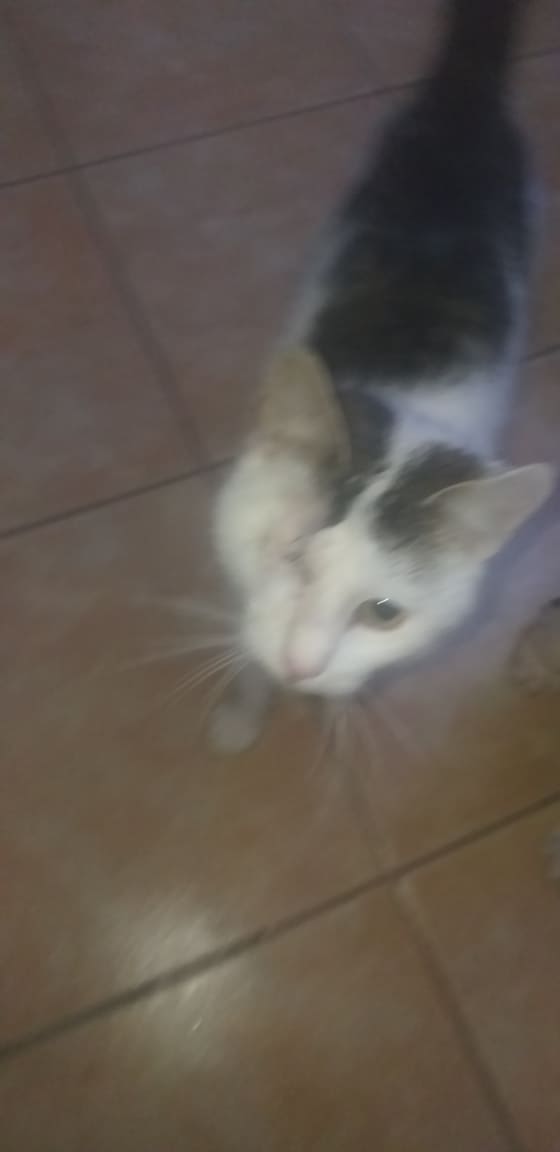 YODA - chaton mâle, mi février 2019 - EN FA CHEZ VALERIE (92) - ADOPTE PAR ELOÏSE (91) Yoda510