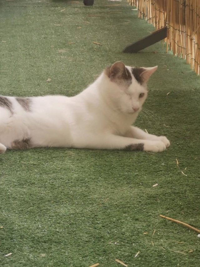 YODA - chaton mâle, mi février 2019 - EN FA CHEZ VALERIE (92) - ADOPTE PAR ELOÏSE (91) Yoda610