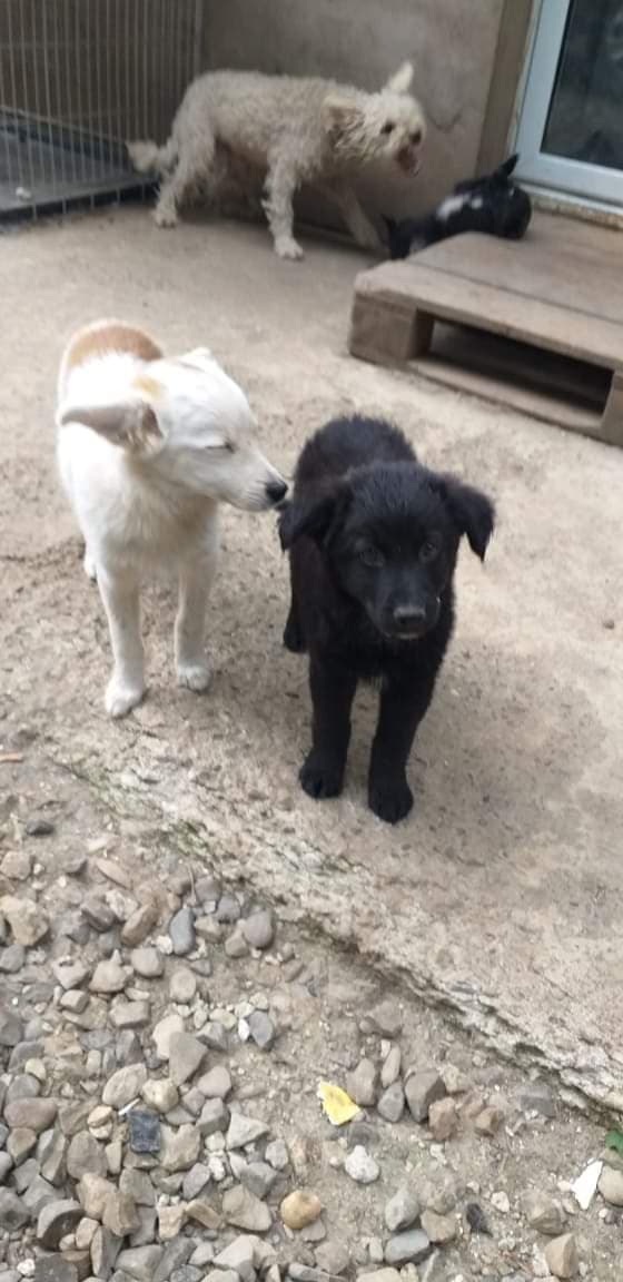 YOYO - Chiot Mâle - Né en avril 2019 - taille petite à moyenne adulte - REMEMBER ME LAND - Adopté par Christine (Belgique) Yoyo410