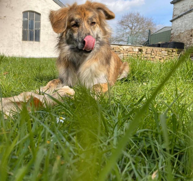 LUCKY (ex ZODIAQUE) - mâle croisé de taille moyenne adulte, né en janvier 2018. (PASCANI) - REMEMBER ME LAND - ADOPTE PAR NATHALIE (Belgique) - Page 2 Zodiaq16