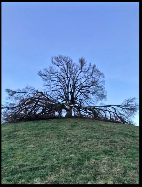 Balades en [SUISSE ou autre PAYS] - Page 2 Arbre_10