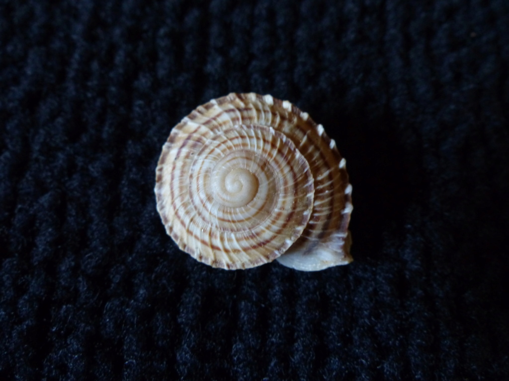 Obba rota (Broderip, 1841)