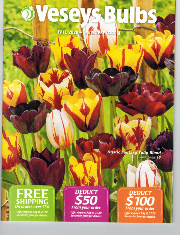 Iris reticulata 01116