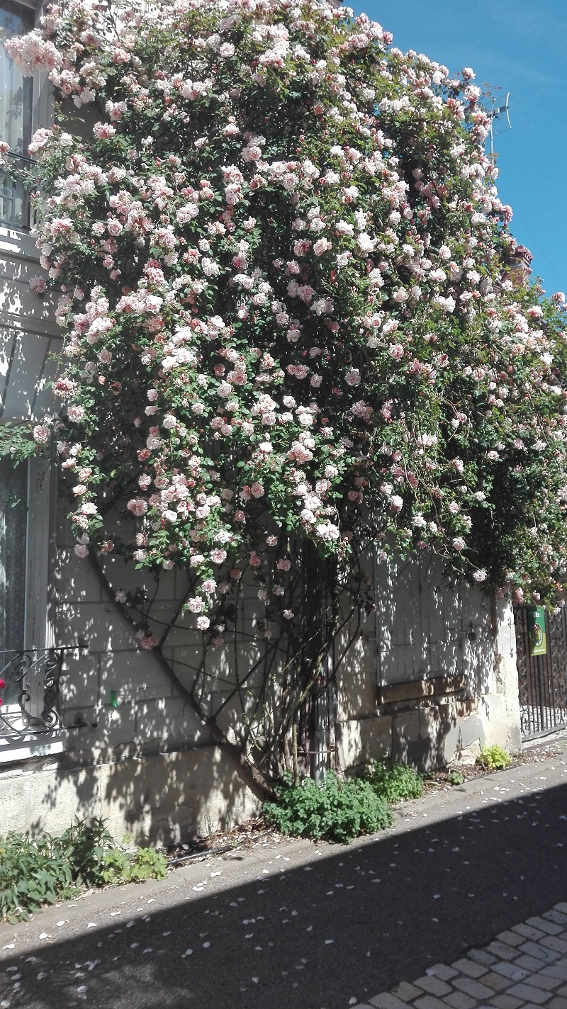 Festival des roses à Chedigny Img_2019