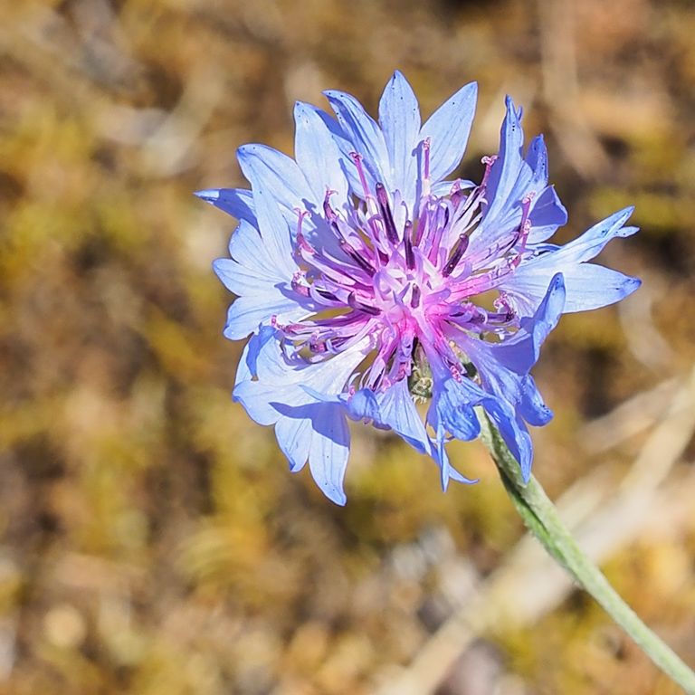 Fleur bleue Bleuet10
