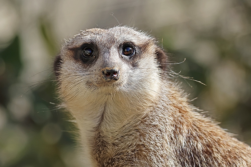 Le regard du ... 3u8a5025