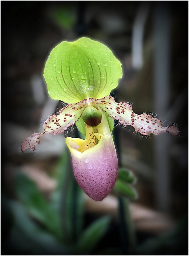 Paphiopedilum liemianum 3u8a8131