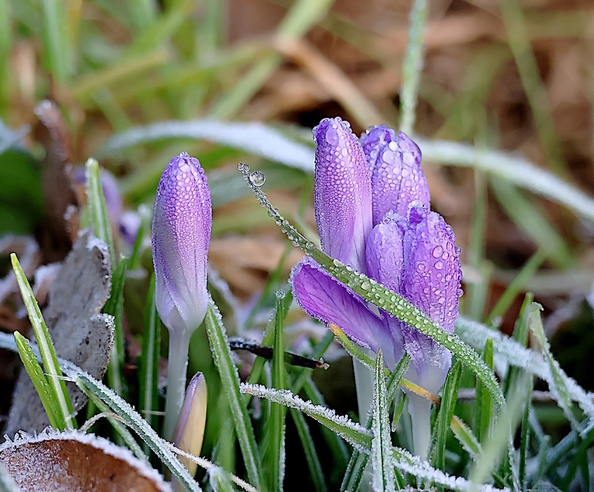 Gouttes, givre, et... 3u8a8425