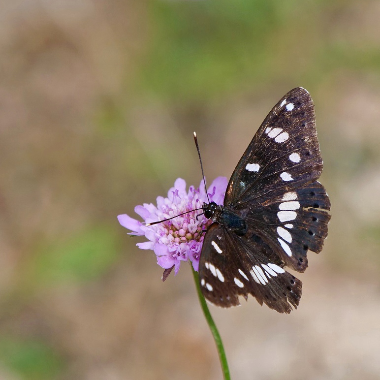 Ca papillonne  P1021210