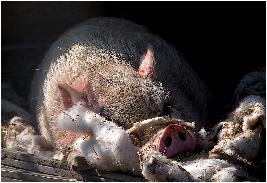 Un lit de cochon. P1142210