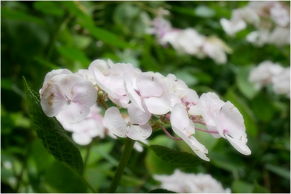 Hydrangea macrophylla'libeller P1400810