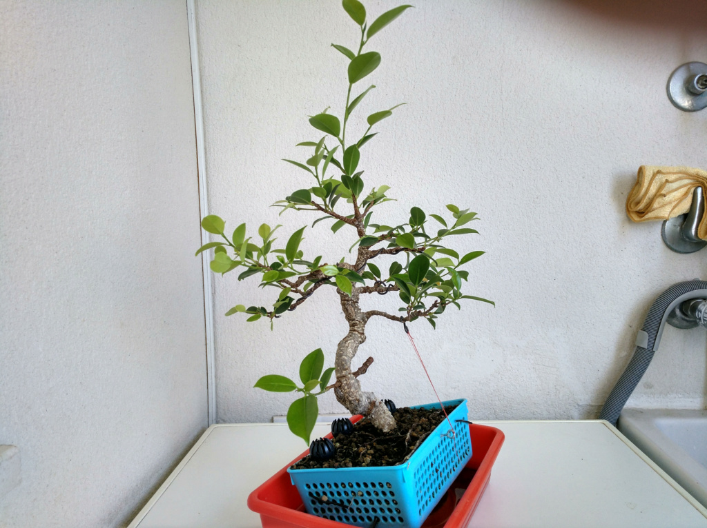 Ficus comprado como retusa pero creo que es Tiger Bark Img_2028