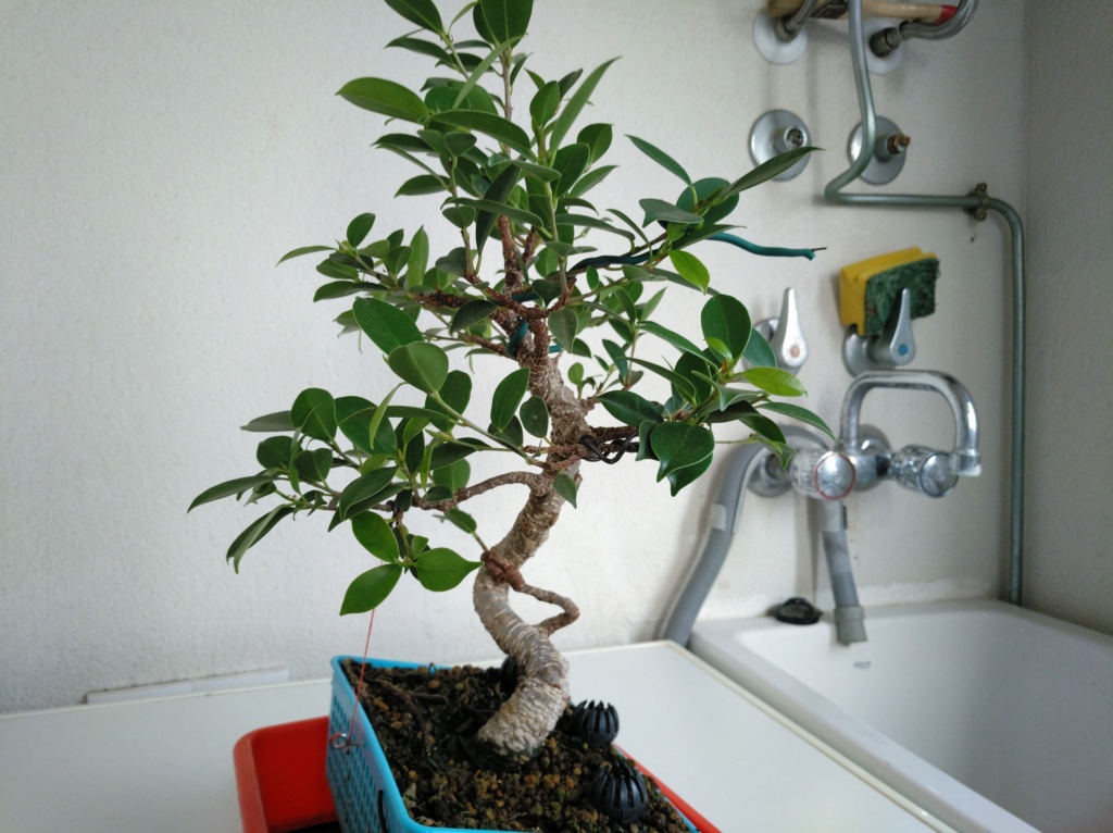 Ficus comprado como retusa pero creo que es Tiger Bark Img_2040