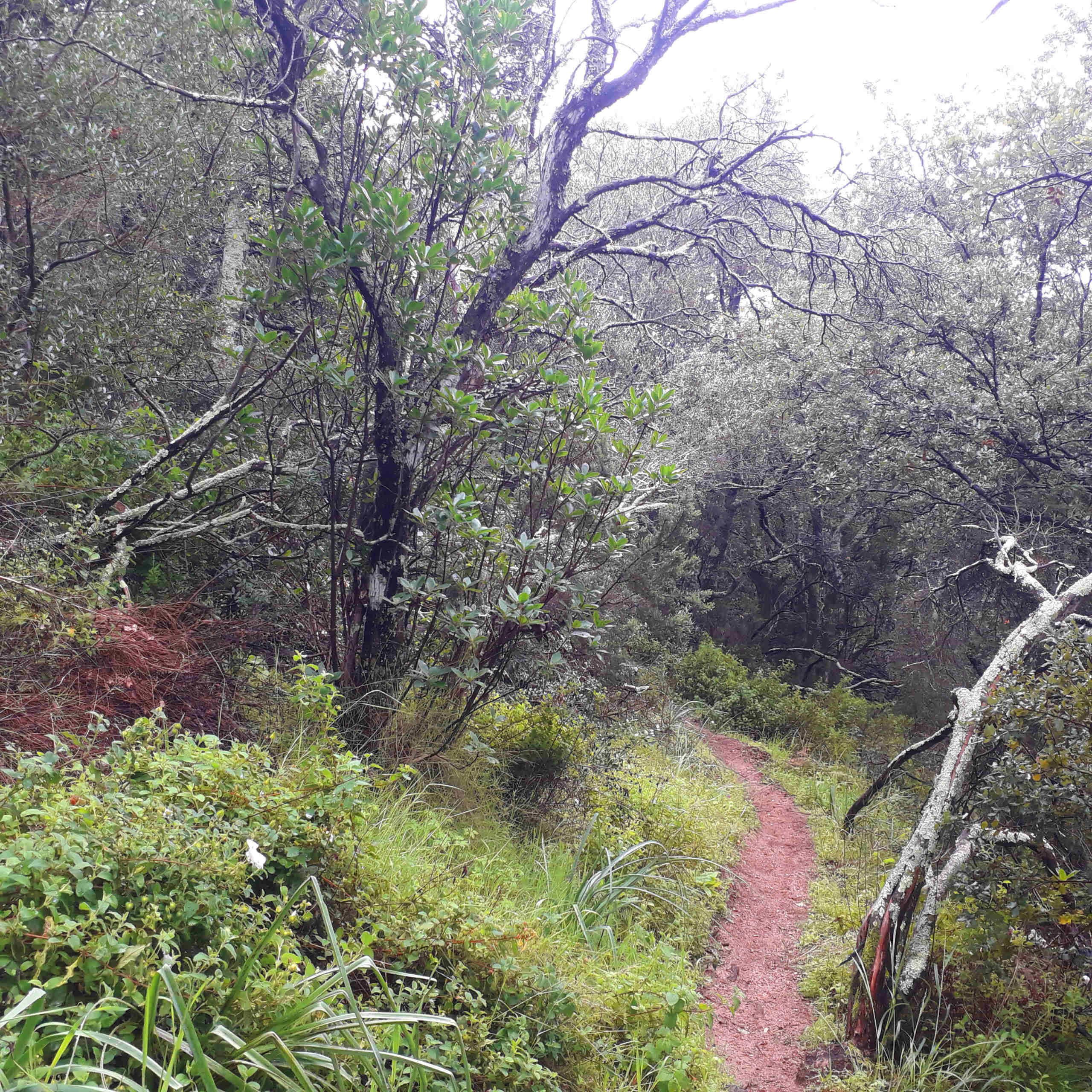 Marche de 8 km dans les hauteurs d' Ajaccio 20240316