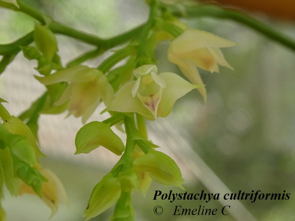 Polystachya cultriformis (Thouars) Lindl. ex Spreng. Polyst11