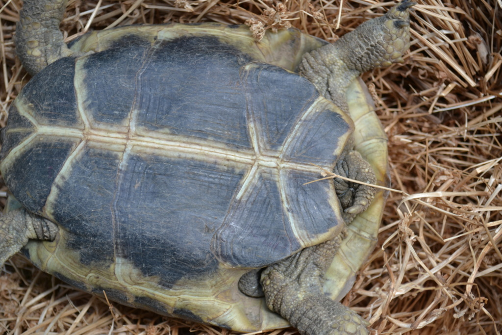 sexage couple tortues Dsc_1710