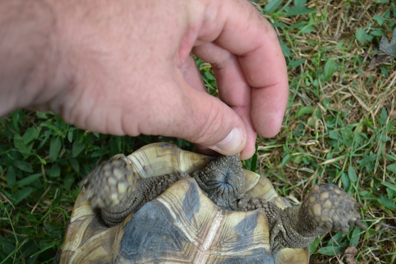 sexage couple tortues Dsc_1724