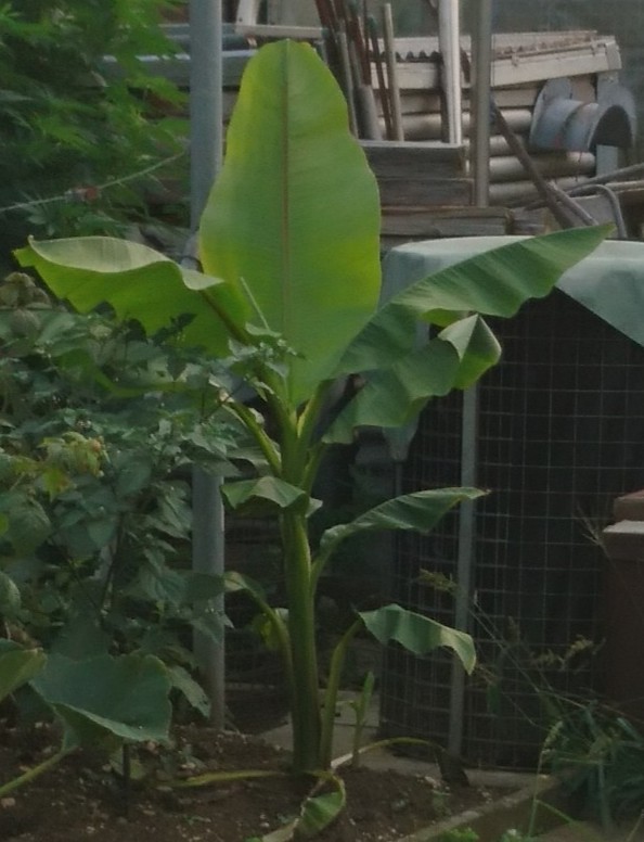 Bananengewächse (Musaceae) - Seite 8 _2018018