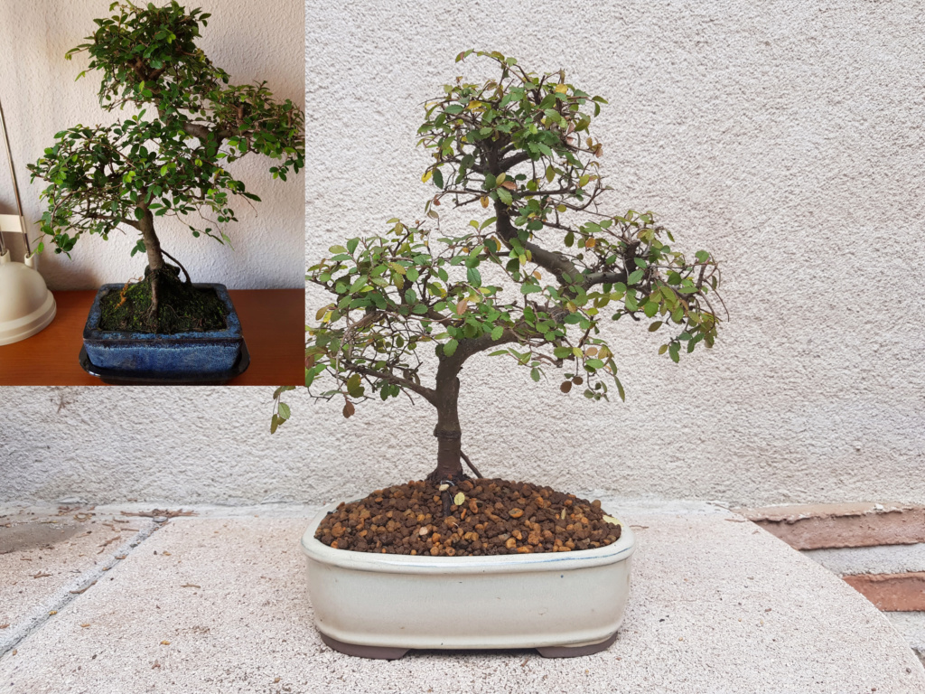 Zelkova pervifolia 20190221
