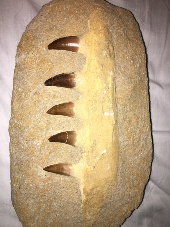 Duda mandíbula de mosasaurus Cd577110