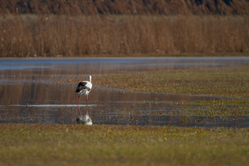 Elles sont de retour en Alsace 13022010