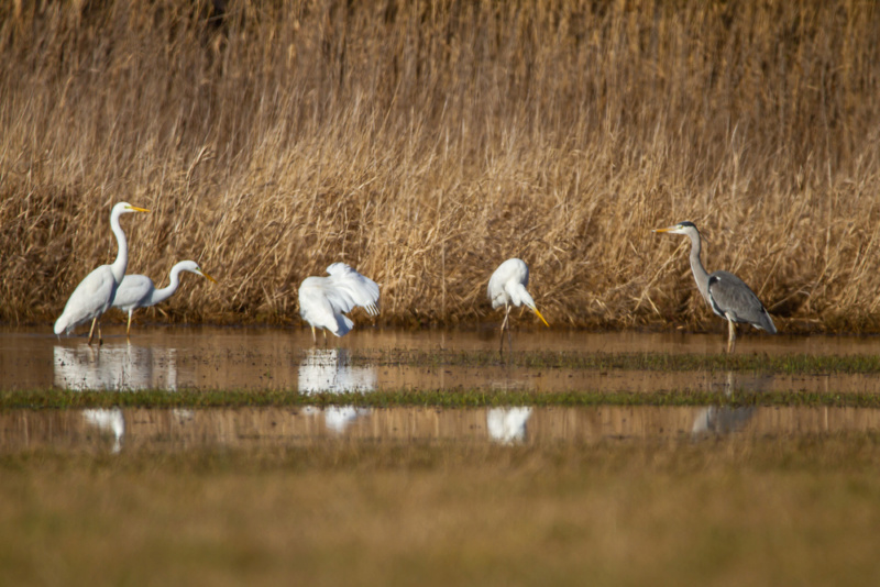 Elles sont de retour en Alsace 13022012