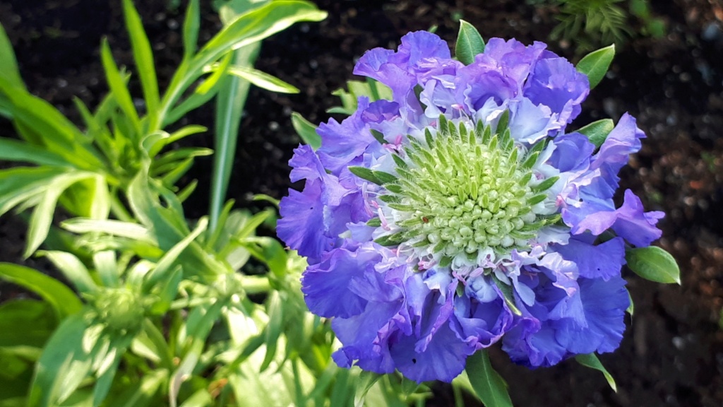 Juillet chez moi 20190714