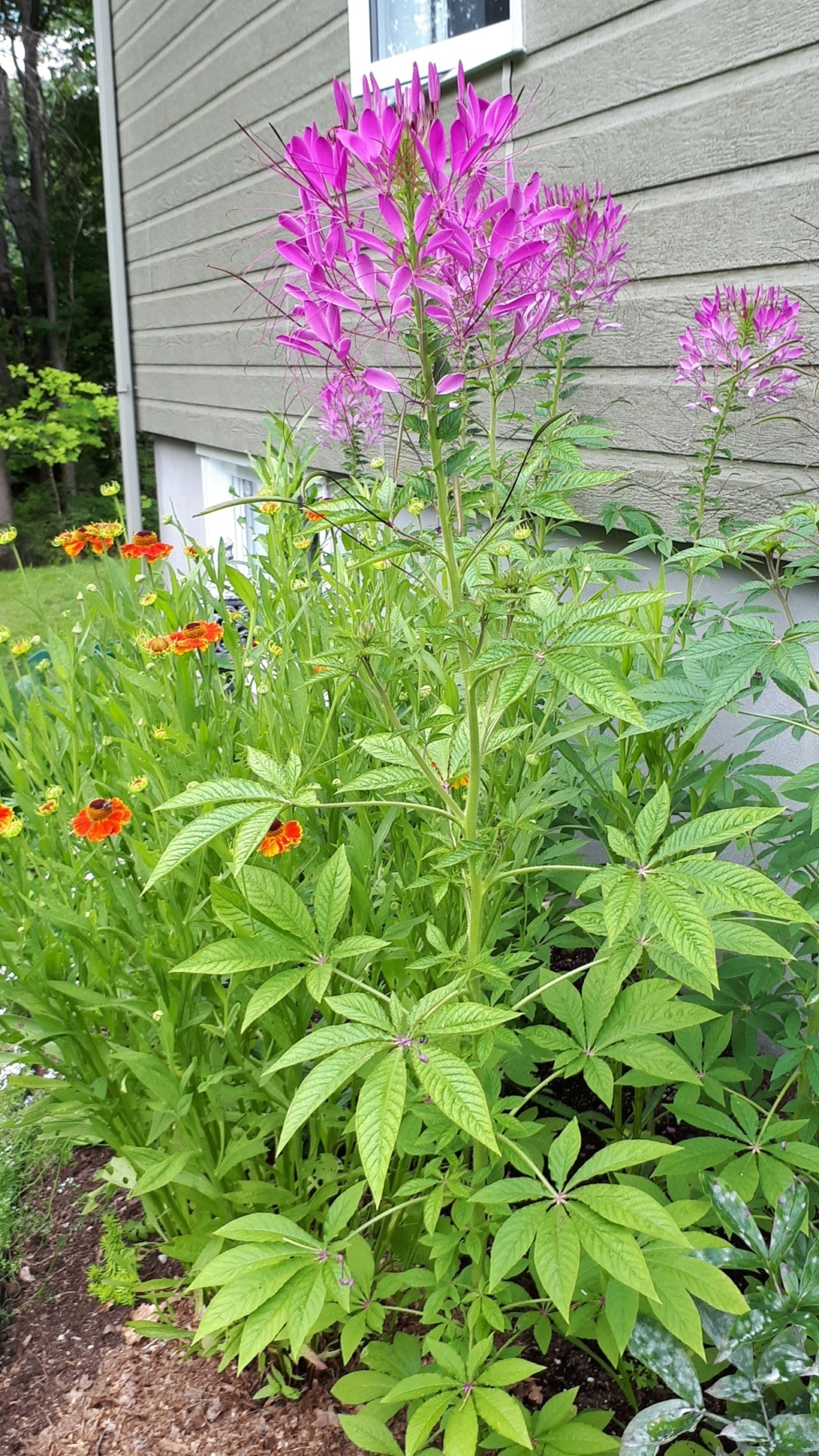 Juillet chez moi 20190721