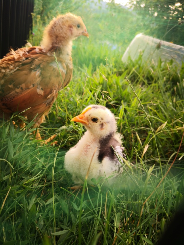 Poussins arrivés à la maison Img_2023