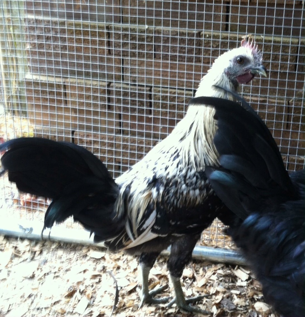 Ayam cemani ( mutation sang de dragon)  40010