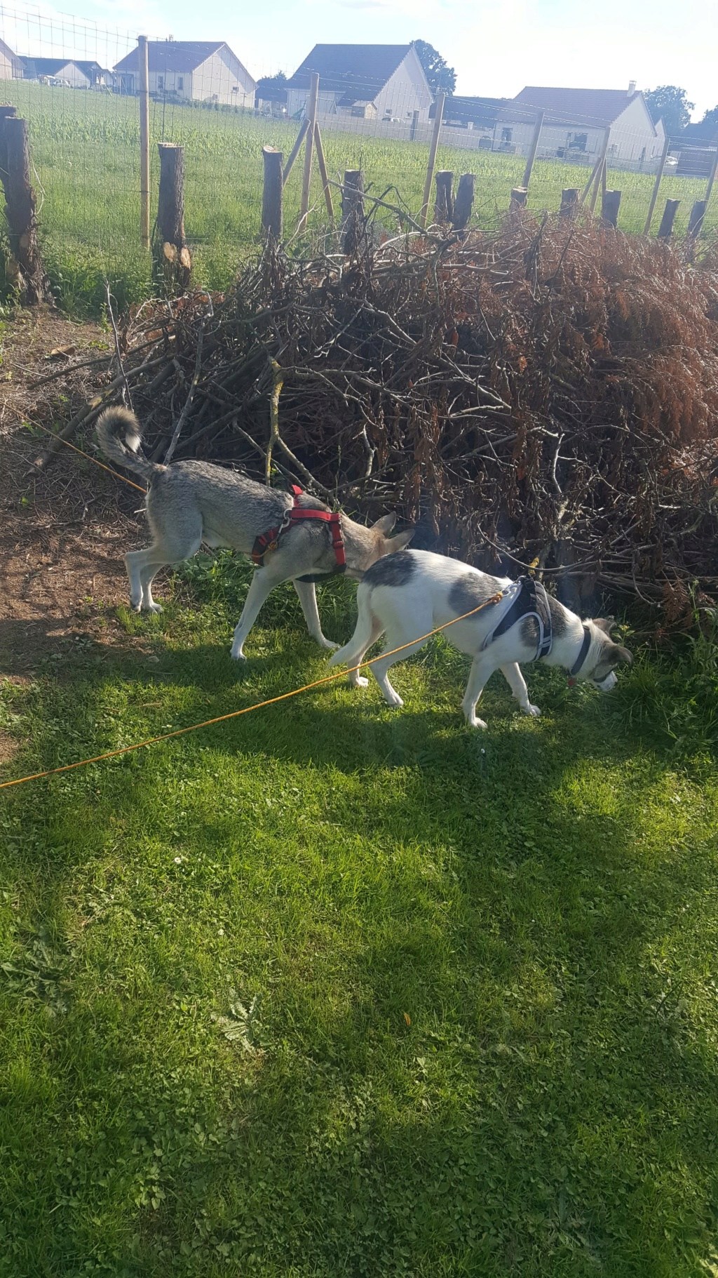 Noah (ex Noname)  - mâle - à la boulangerie (Târgu Frumos) - Réservé adoption 39) 10645810