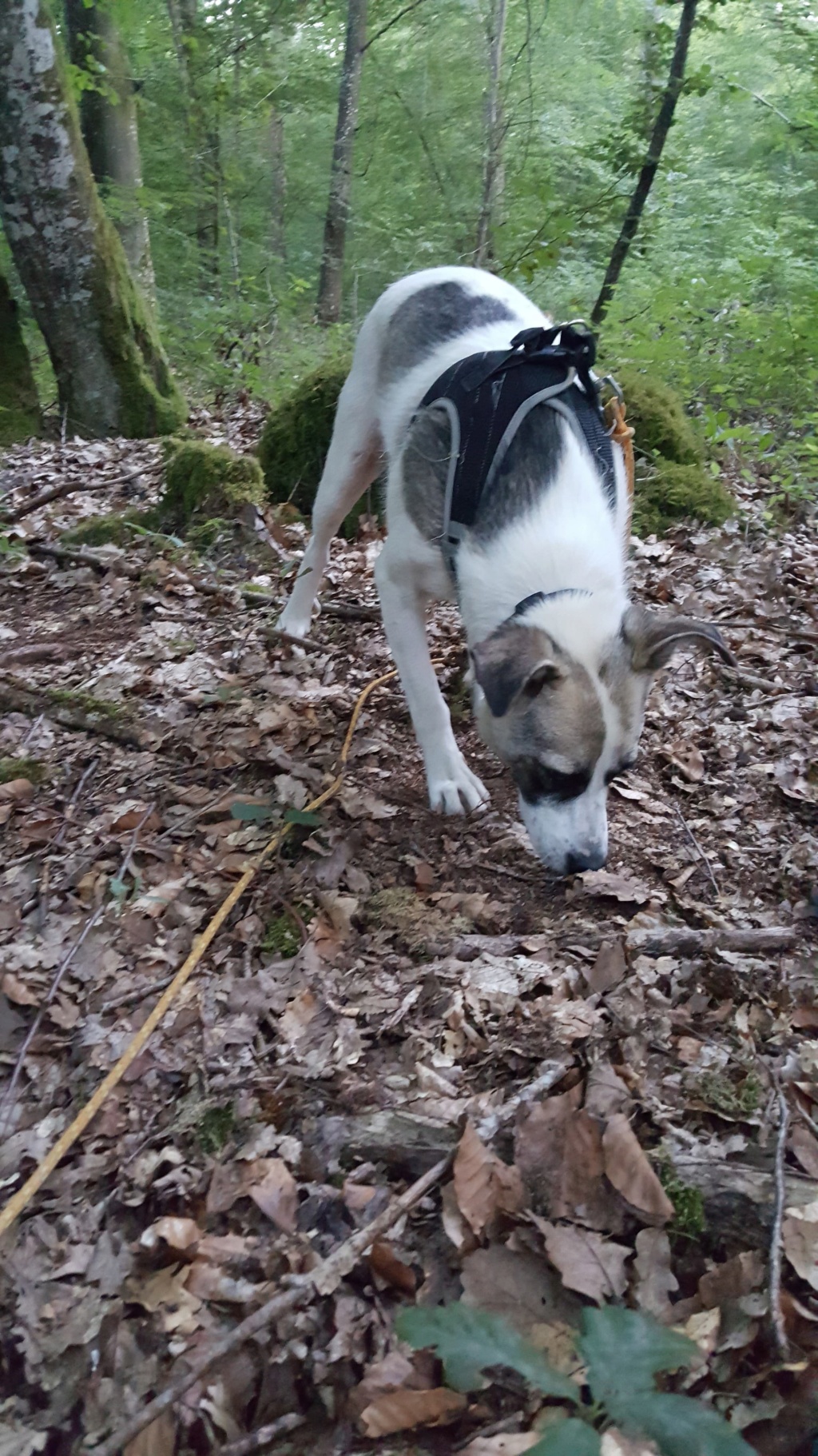 Noah (ex Noname)  - mâle - à la boulangerie (Târgu Frumos) - Réservé adoption 39) 11368010