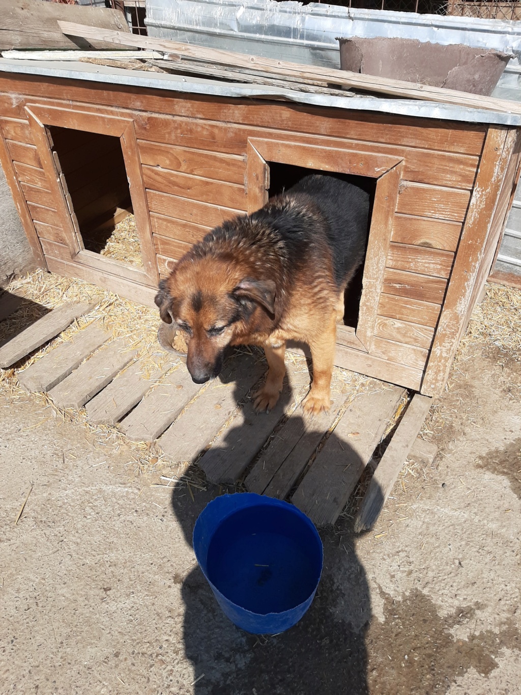 Lunky - mâle -  fourrière de Târgu Frumos - frais d'adoption réduits - Refuge AUDACCE 92513110