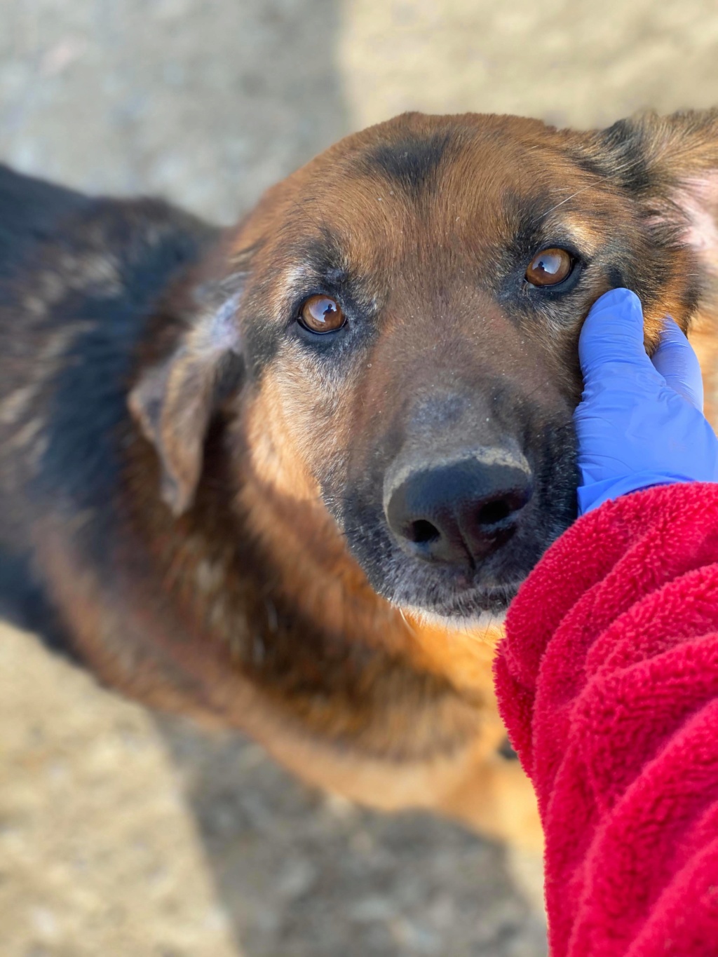 Lunky - mâle -  fourrière de Târgu Frumos - frais d'adoption réduits - Refuge AUDACCE 93515910