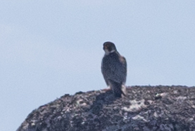 Pedido de ID - Serra da Estrela - falco sp 3t1a7513