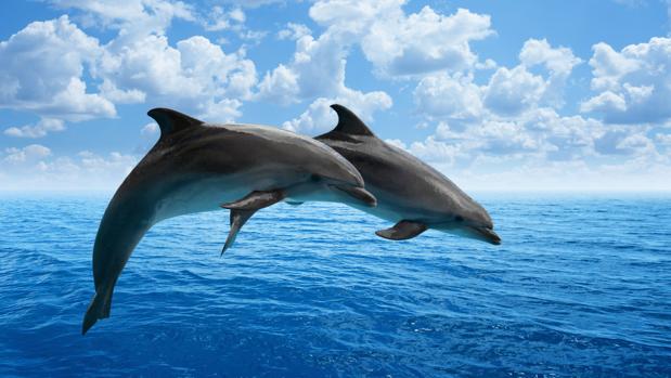 Nombres de animales por orden alfabético Delfin10