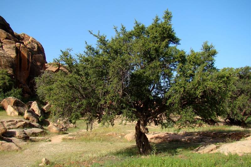 احتفاء أممي بشجرة أركان في أكادير Argan10