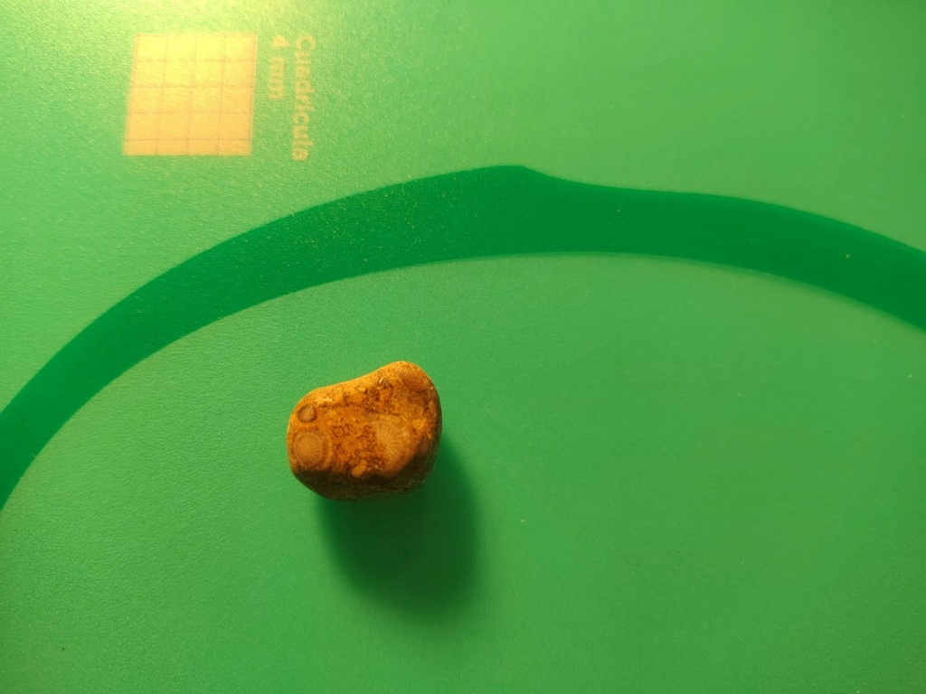 Doble duda: dos pequeños fósiles en una piedra y, ¿posible hueso? 510