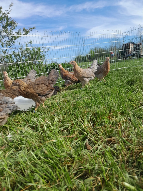 Les couvées de 2024 de Pouledu69 - Page 4 20240414