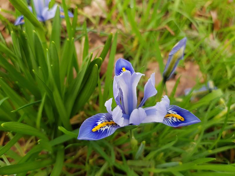 iris - Schwertliliengewächse: Iris, Tigrida, Ixia, Sparaxis, Crocus, Freesia, Montbretie u.v.m. - Seite 39 20240220