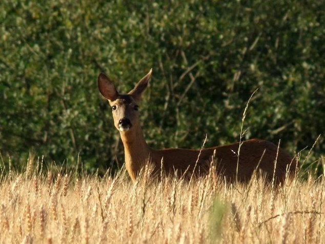 besoin de votre avis, les chasseurs 28391710