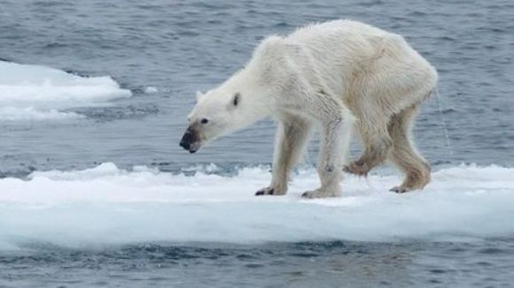 Les ours polaire mourant de faim "réchauffement climatique" L-ours10