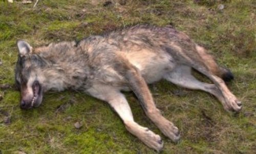 FRANCE: Stop au massacre de loups Petiti10