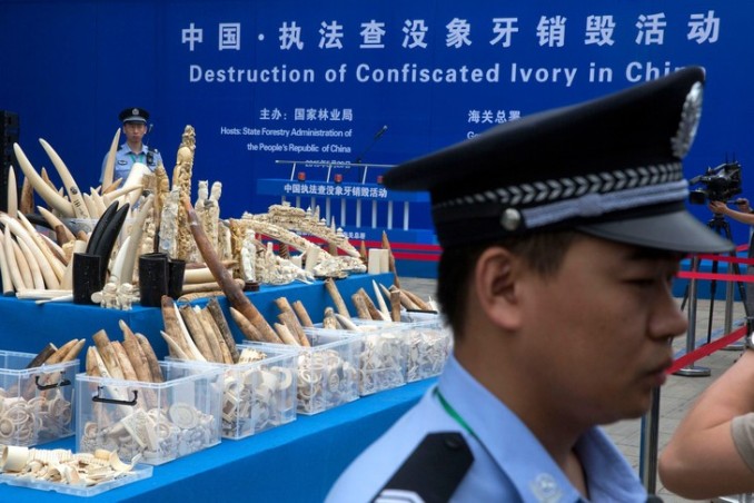 Le commerce de l’ivoire totalement interdit en Chine Saisie10
