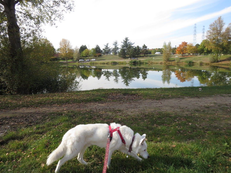 Yocco et Anook au Plan d'Eau d'Issoire 01_yoc10