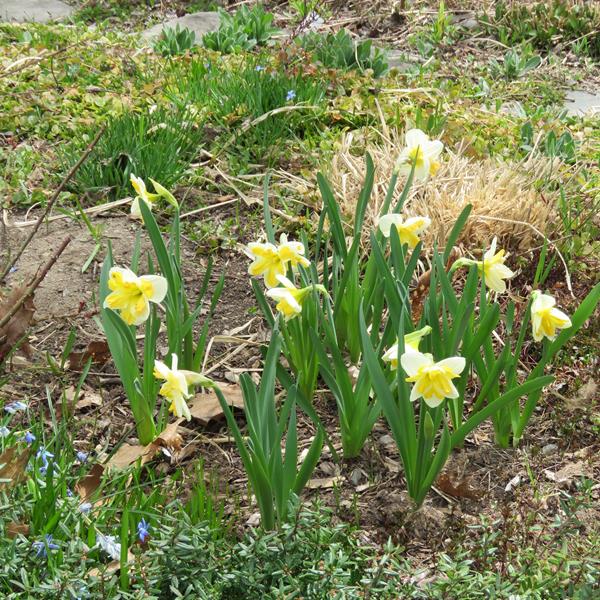 Narcisses  ???? besoin d'aide pour bien identifier Narcis17