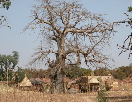 GRAINE DE BANLIEUE DANS LE SAHEL Sans_t10